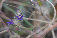 Haplanthodes verticillatus